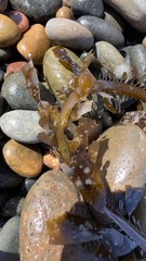 Membranipora membranacea