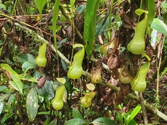 Nepenthes distillatoria
