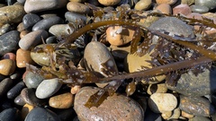 Membranipora membranacea