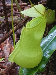 Nepenthes distillatoria