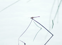 Progomphus alachuensis