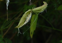 Oxystelma esculentum