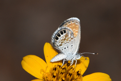 Brephidium exilis exilis