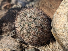 Escobaria alversonii