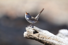 Thryomanes bewickii