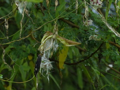 Oxystelma esculentum