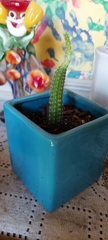 Cleistocactus colademononis