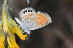 Brephidium exilis exilis