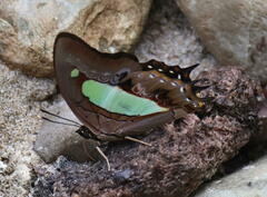 Polyura