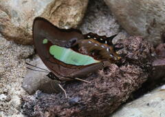 Polyura