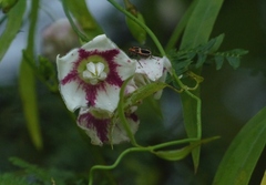 Oxystelma esculentum