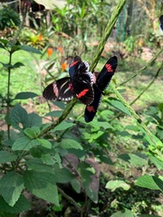 Heliconius melpomene