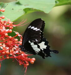 Papilio nephelus