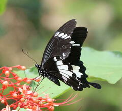 Papilio nephelus
