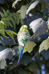 Melopsittacus undulatus domesticus