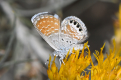 Brephidium exilis exilis