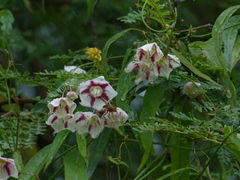 Oxystelma esculentum