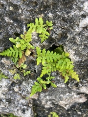 Pityrogramma chrysophylla gabrielae