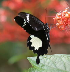 Papilio nephelus