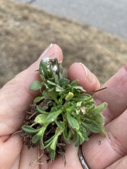 Draba verna