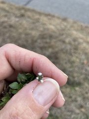Draba verna