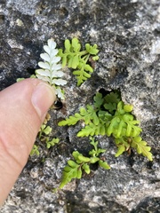 Pityrogramma chrysophylla gabrielae