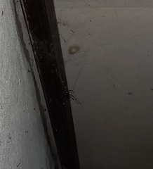 Nephilengys malabarensis