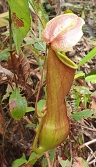 Nepenthes distillatoria