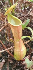 Nepenthes distillatoria
