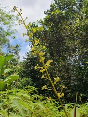 Nepenthes distillatoria