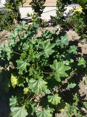 Malva sylvestris