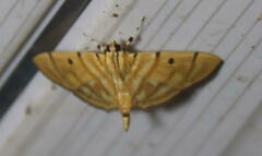 Notarcha