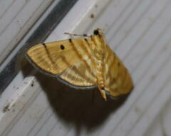 Notarcha