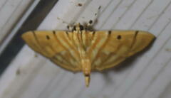 Notarcha