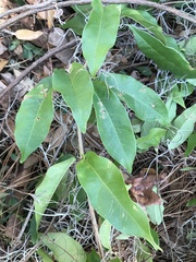 Bignonia capreolata