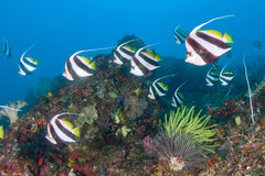 Heniochus diphreutes