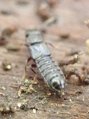Anotylus