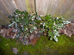 Berberis