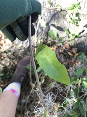 Bignonia capreolata