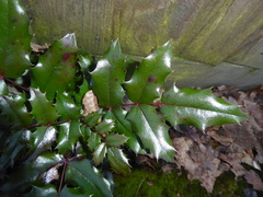 Berberis
