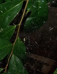 Cyrtophora cicatrosa