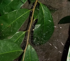 Cyrtophora cicatrosa