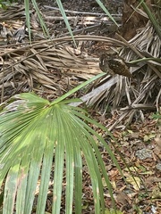 Antrostomus carolinensis