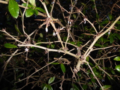 Berberis