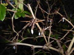 Berberis