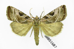 Eucarta virgo