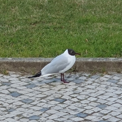 Chroicocephalus ridibundus