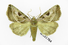 Eucarta virgo