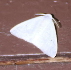 Leptosteges