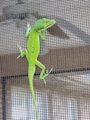 Anolis carolinensis